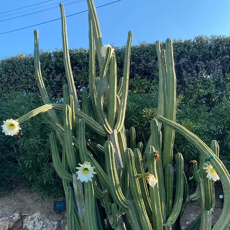 Apartment Rez De Maxime Semaphore Cours De Yoga *